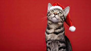 happy cheerful american shorthair cat wearing santa clause hat set against red background photo