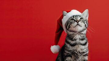 happy cheerful american shorthair cat wearing santa clause hat set against red background photo