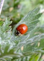 Red ladybug on a green leaf, Close up image of a ladybug with green blurred background, also called ladybird beetle, Macro insect photo. photo