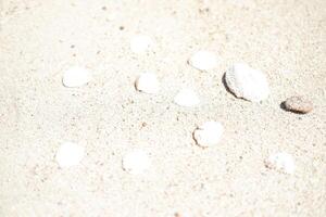 Seashells on the beach. Selective focus. photo