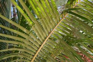 Palm leaves in the garden, close-up. Nature background photo