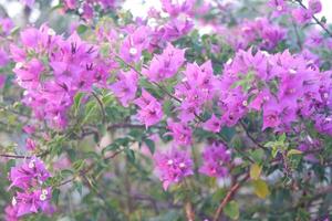 Bougainvillea flowers in the garden with natural background. photo