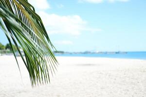 Palm leaf on the beach with blue sky and sea background. photo