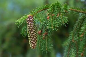 Closeup of a Common spruce cone hanging on a branch against a green background. photo