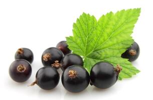 black currant with leafs photo