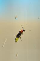 The underside of a firefly on the outside of a window during a rainfall photo