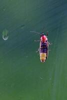 The underside of a firefly on the outside of a window during a rainfall photo