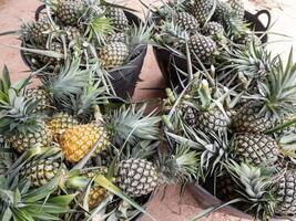 Rip pineapple pile in the plastic bucket. photo