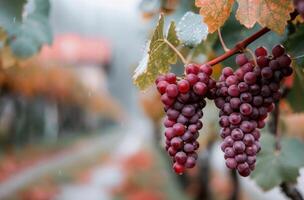 Bunch of Ripe Red Grapes Hanging From a Vine in Sunny Vineyard photo