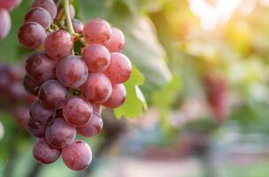 Bunch of Ripe Red Grapes Hanging From a Vine in Sunny Vineyard photo