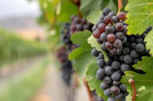 Ripening Grapes on Vines in Vineyard During Late Summer Morning photo