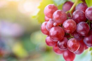 Bunch of Ripe Red Grapes Hanging From a Vine in Sunny Vineyard photo