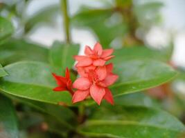 Photo of beautiful red flowers