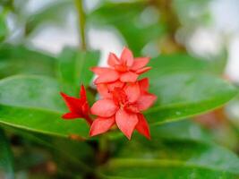 Photo of beautiful red flowers