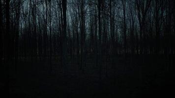Forest at Evening video