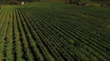 Rows of Vineyards video