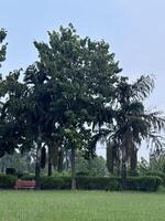 A park with tall trees and a red bench photo