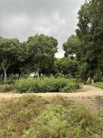 Dirt road winds through a lush green forest photo