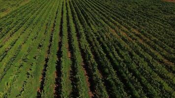 Rows of Vineyards video