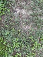 Patch of Weeds Pushing Through Dirt photo