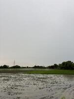 Flooded Field Under Power Lines photo