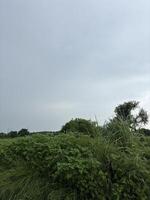 Vast Green Field Under a Cloudy Sky photo