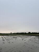 Flooded Field After Heavy Rain photo