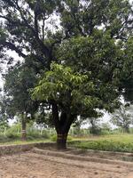 Big tree with sprawling branches in a green field photo