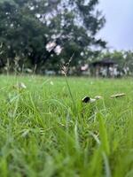 A Single Blade of Grass with a Delicate Flower photo