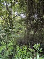 Very Dense Jungle Foliage photo