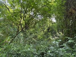 Dense Jungle Foliage photo