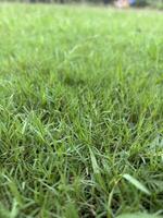 A close-up view of a green lawn photo