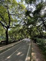 Tranquil Tree-Lined Pathway photo