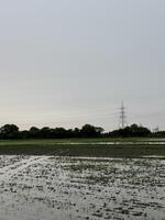 Flooded Field with Power Lines in the Distance photo