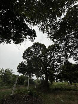 Lone tree standing in a fenced field on a cloudy day photo