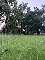 Close-up view of a green lawn photo