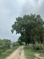 Country Road with Solitary Tree photo