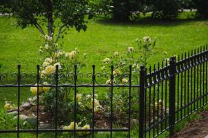 A beautiful bush of yellow roses behind the fence bloomed. High quality photo