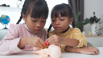 Asian girl playing with anatomical dolls in a doctor game, Learn through play about internal organs with anatomical dolls at home. Children want to be a doctor. photo