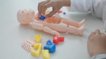 Asian girl playing with anatomical dolls in a doctor game, Learn through play about internal organs with anatomical dolls at home. Children want to be a doctor. photo