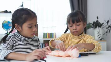 Asian girl playing with anatomical dolls in a doctor game, Learn through play about internal organs with anatomical dolls at home. Children want to be a doctor. photo