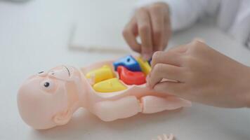 Asian girl playing with anatomical dolls in a doctor game, Learn through play about internal organs with anatomical dolls at home. Children want to be a doctor. photo