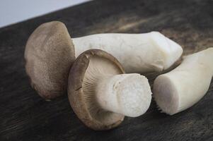 a close up of three mushrooms on a table photo