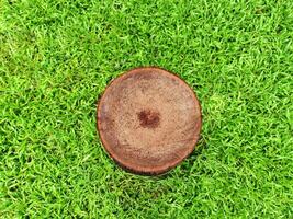 Trees are cut. Top view. Green grass background. photo