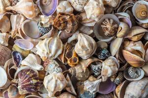 Summer background pattern from seashells. Shell close-up. photo
