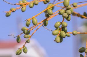 Golden yellow dates ripening on a date palm tree in afternoon light photo
