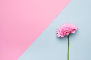 Elegant gerbera flower on Minimal geometrical paper background. Happy Mother's Day or Birthday card blank photo