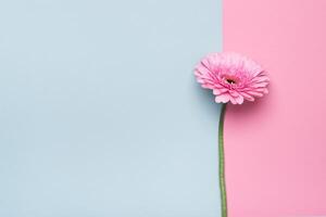Elegant gerbera flower on Minimal geometrical paper background. Happy Mother's Day or Birthday greeting card photo