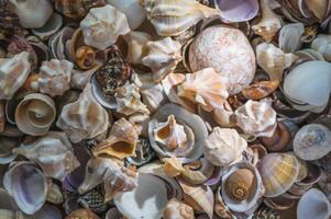 Seashells background. Texture of the sea shells 1 photo