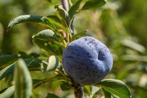 A blue ripe plum on the tree branch close-up in the summer orchard. Shallow depth of field. photo